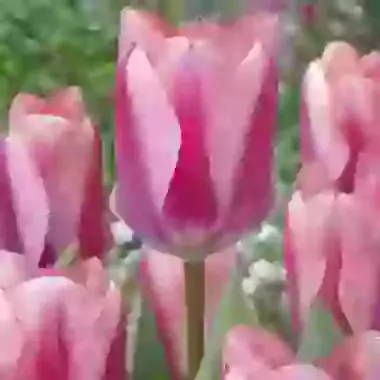 Purple Purissima